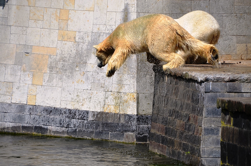 Water ursus maritimus predator kind