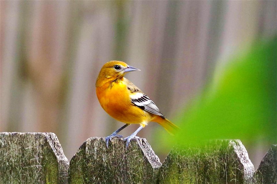 Female Baltimore Oriole
