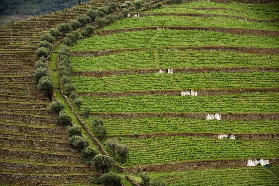 Douro Valley. Vineyards