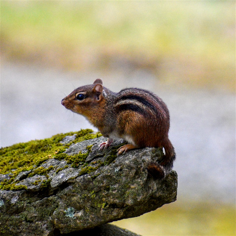 Eastern Chipmunk (Tamias striatus)