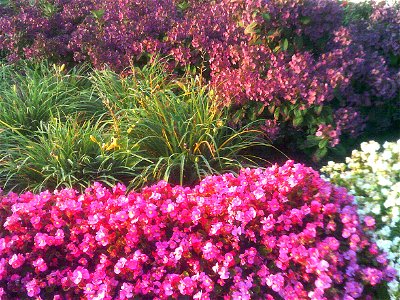 outdoors with hyacinth gray