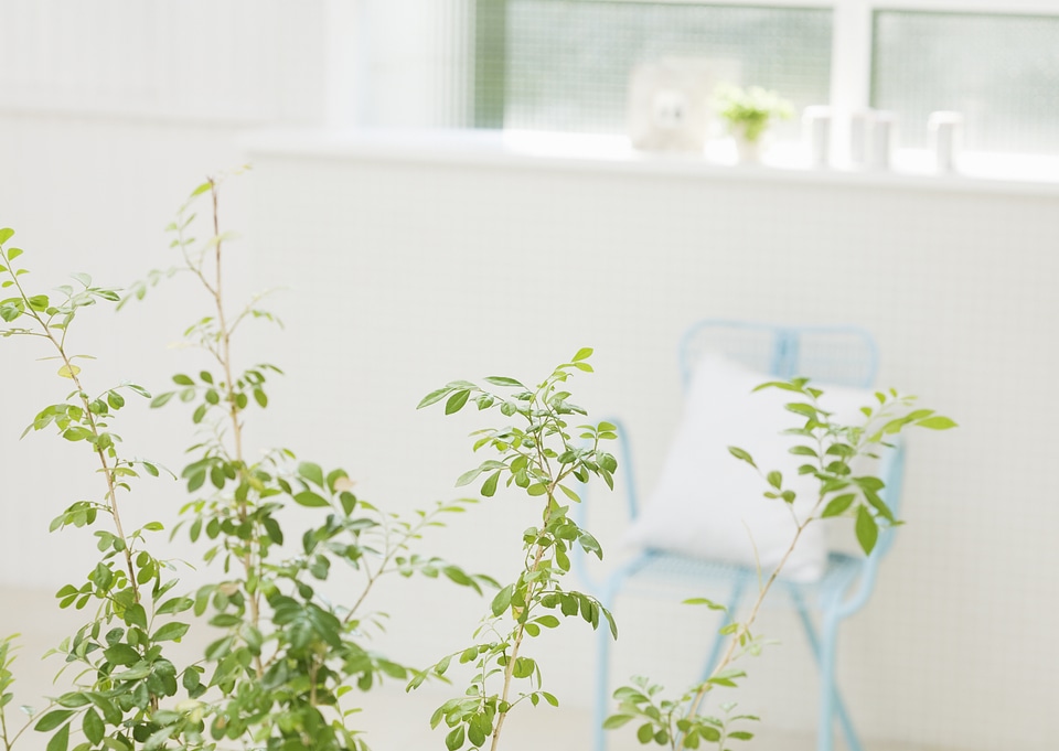 living room interior with green plant