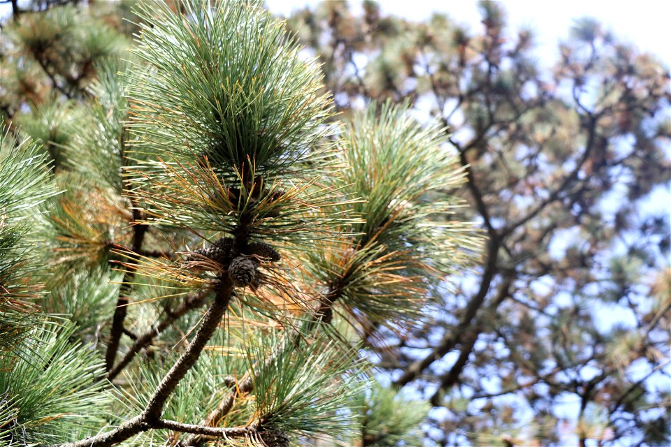 Conifers of Allen Centennial 5