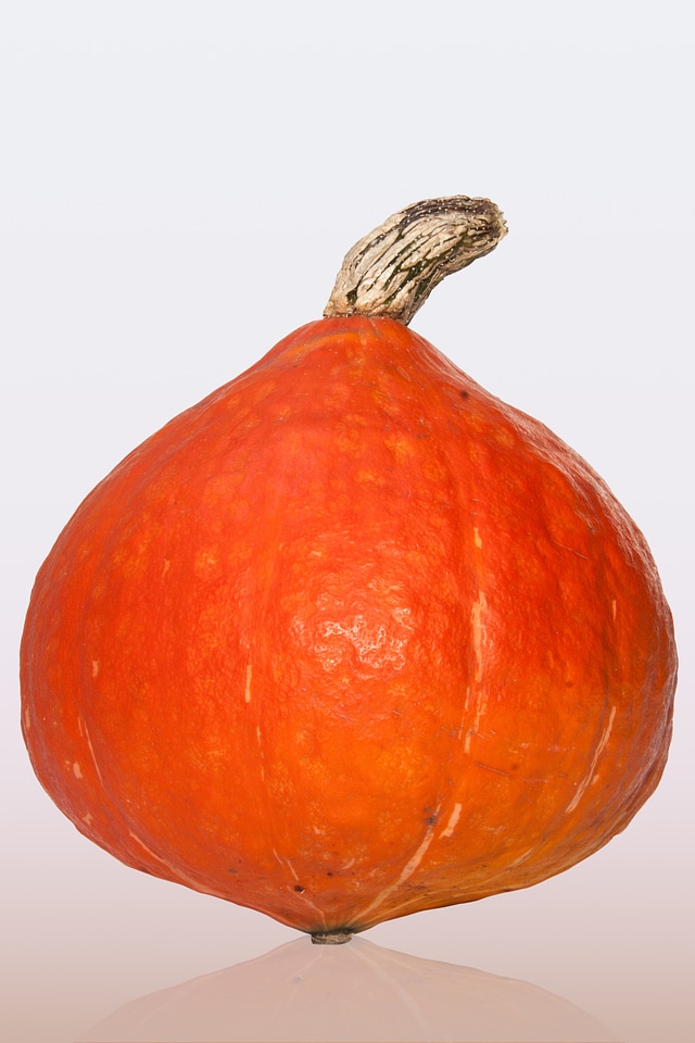 Cucurbita maxima squash orange