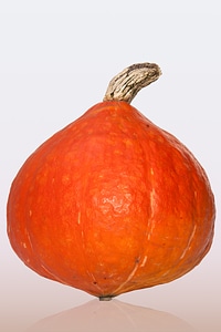 Cucurbita maxima squash orange