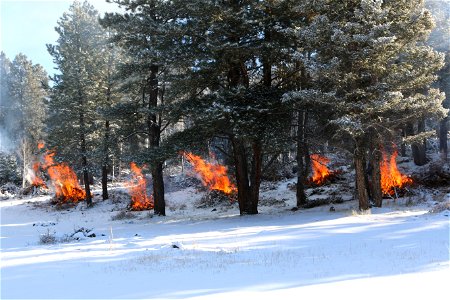 Pile Burning Under Trees in Winter on the  Beaver Ranger District