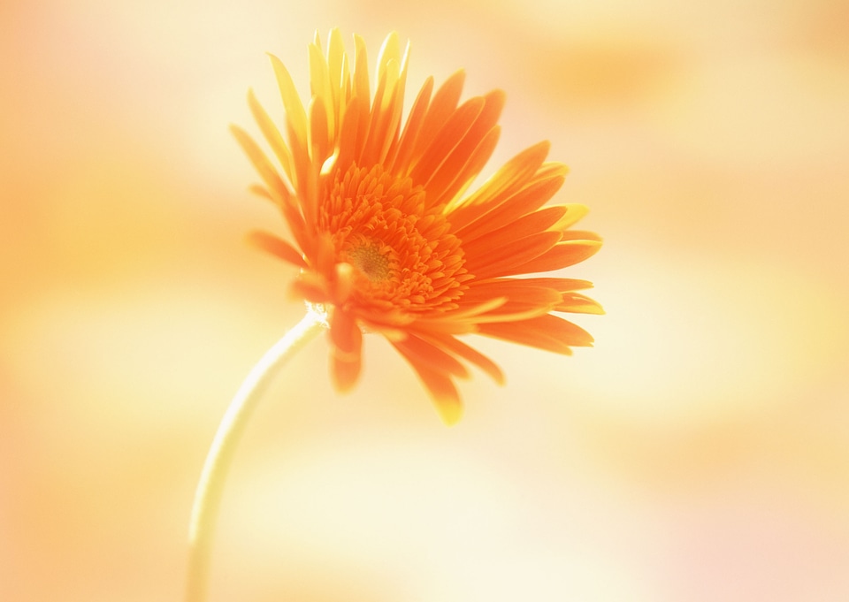 Vintage and soft light of flowers
