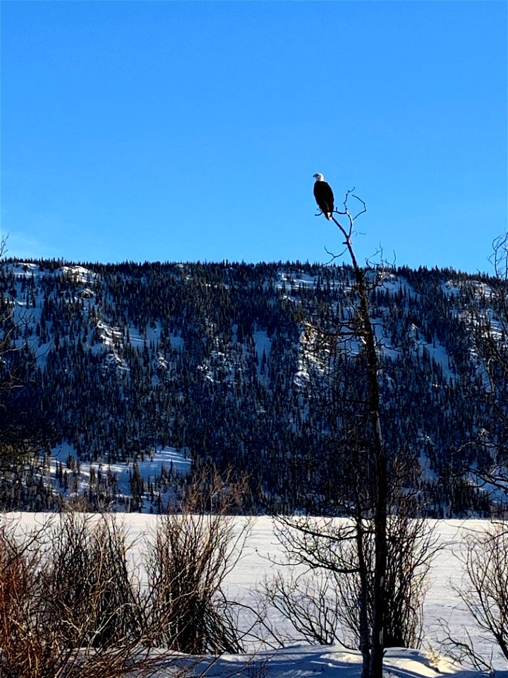 Eagle Waiting For Fish Near Ice Fishing Camps photo