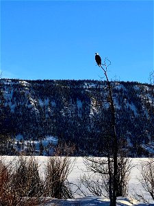 Eagle Waiting For Fish Near Ice Fishing Camps