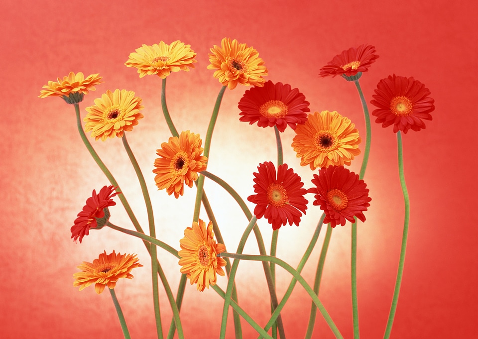 Floral branch: Set of mix gerber flowers