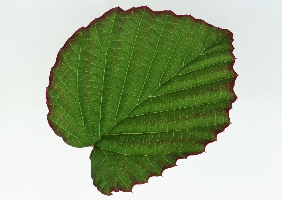 fresh leaves isolated on white background.