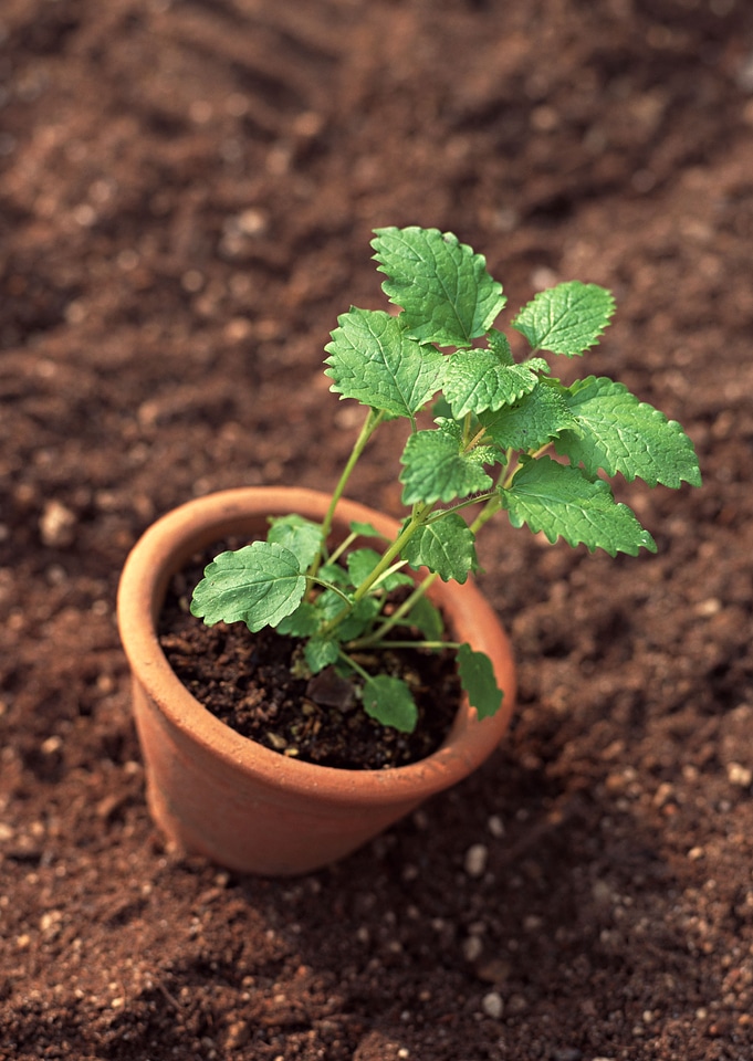Planting of vegetable seeds in pot