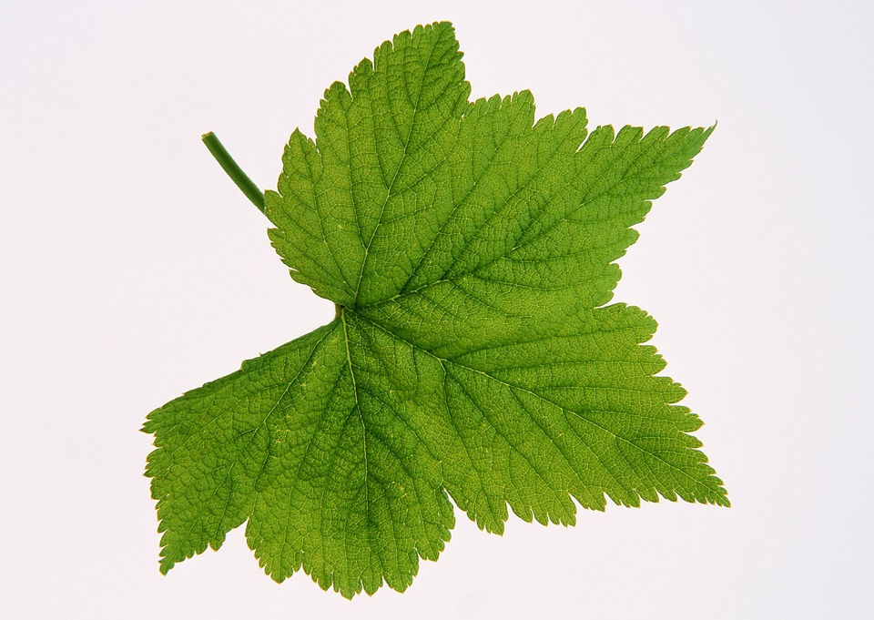 brightly green maple leaf