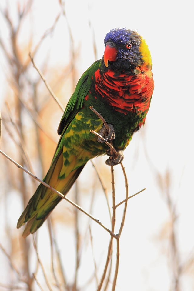 Nature wildlife colorful
