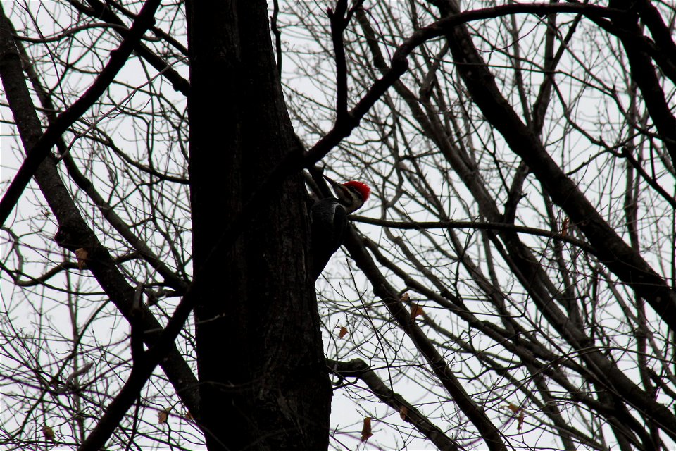 Wolsfeld Woods - Pileated Woodpecker