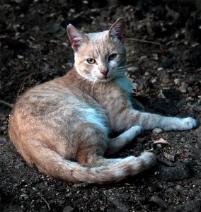 Cat