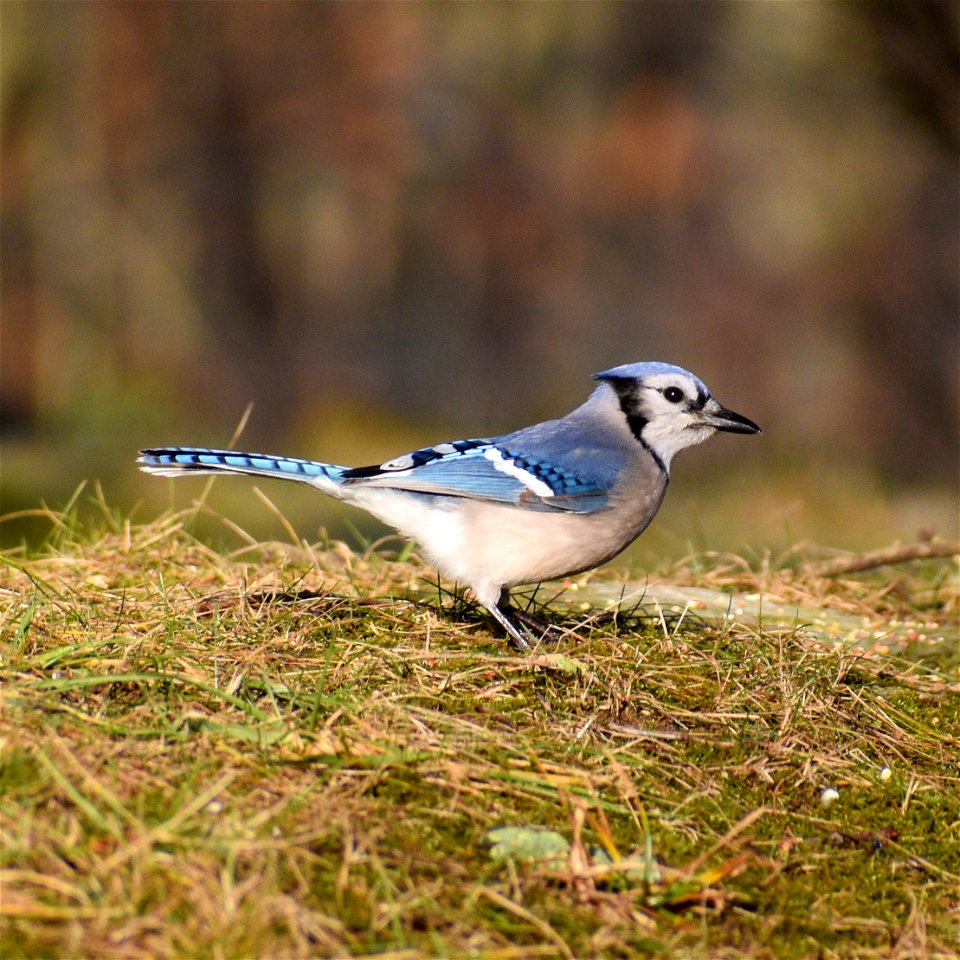 Blue Jay (Cyanocitta cristata) photo