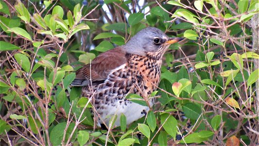 Fieldfare eating Privet berries (3) - Suffolk, UK - Taken on February 12, 2021