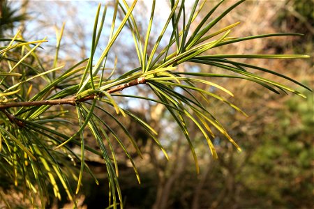 Japanese Umberella Pine