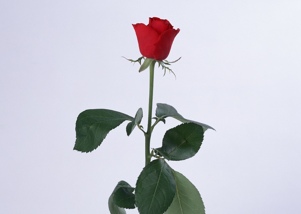 single scarlet rose