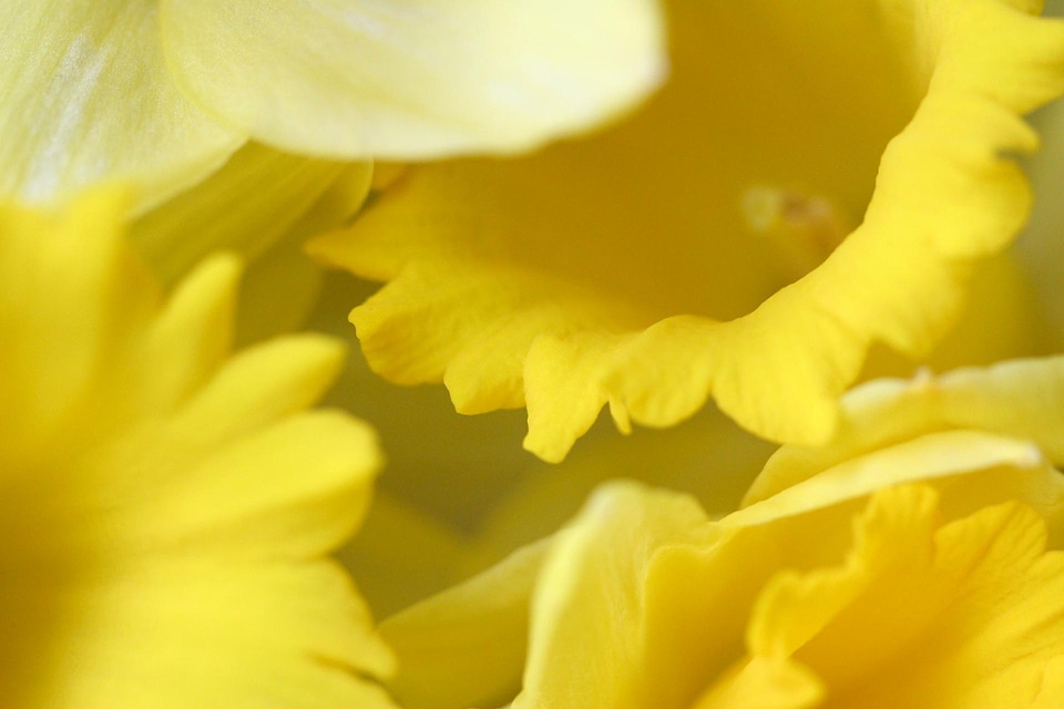 Daffodil Background