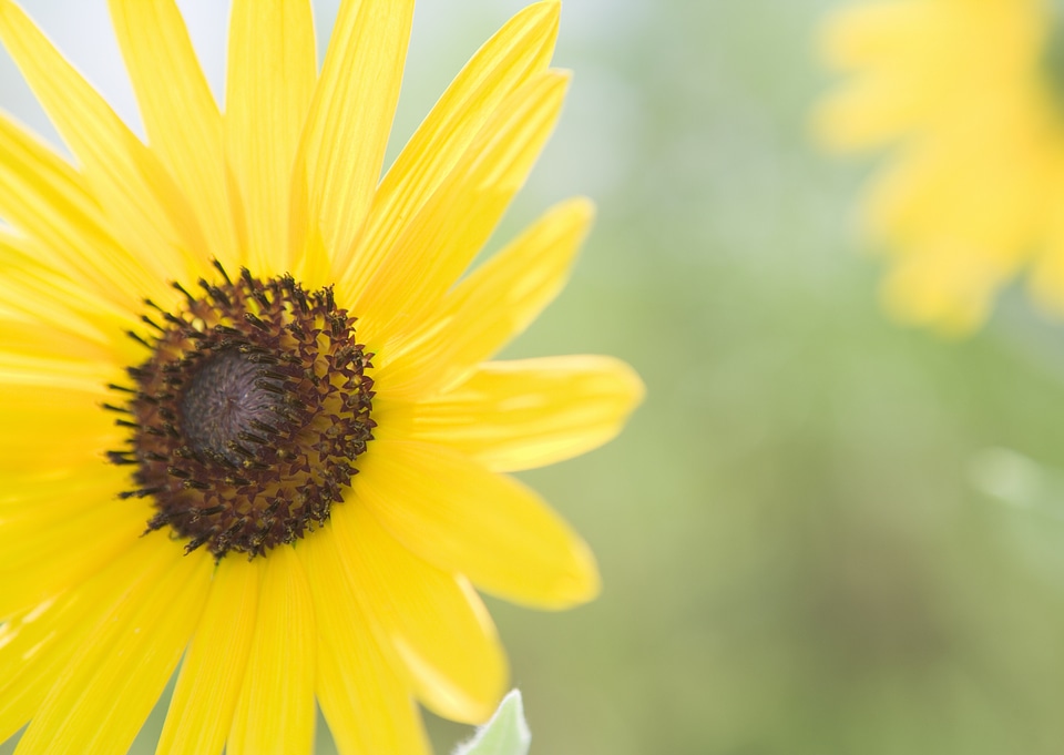 image - Sunflower field