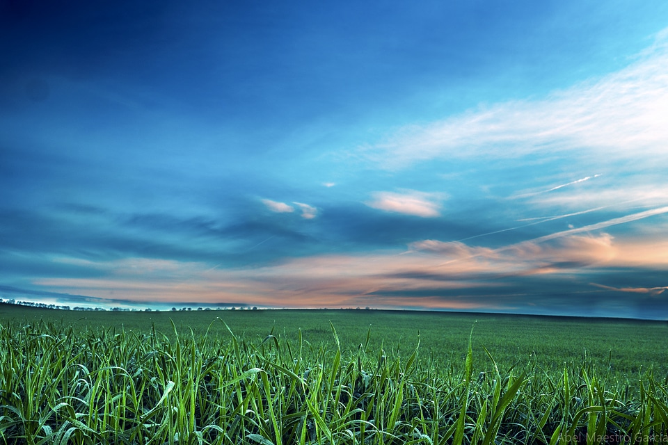 Wheat field and sunset