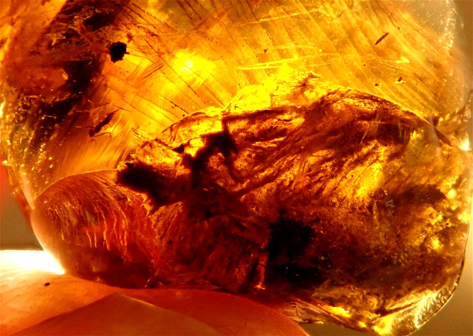 feathered dino in Cretaceous amber