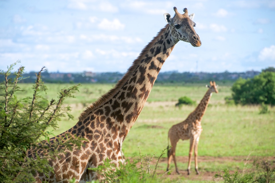Giraffes Run in a Field in Nairobi National Park