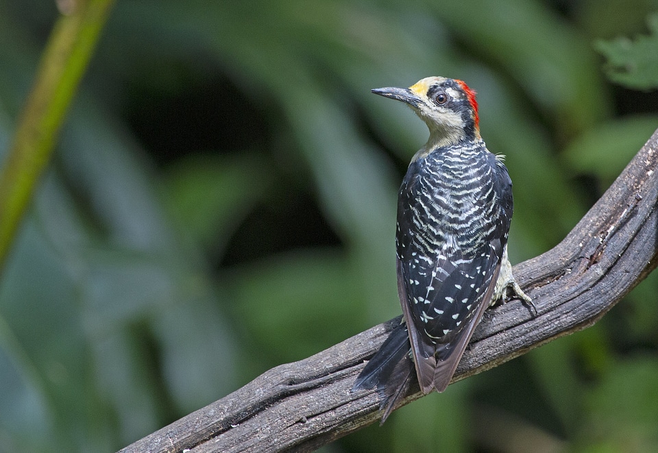 Black-cheeked woodpecker