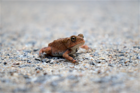 American Toad