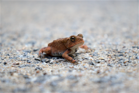 American Toad photo