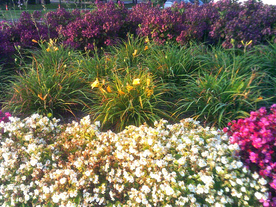 outdoors with hyacinth gray