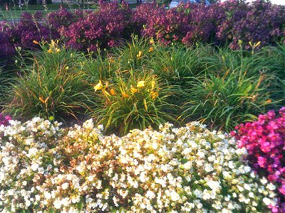 outdoors with hyacinth gray