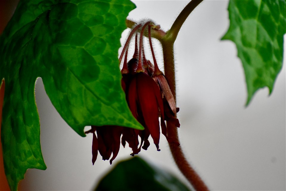 VILLA SOLATIA -BOTANICAL PROJECT