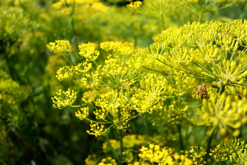 yellow weeds