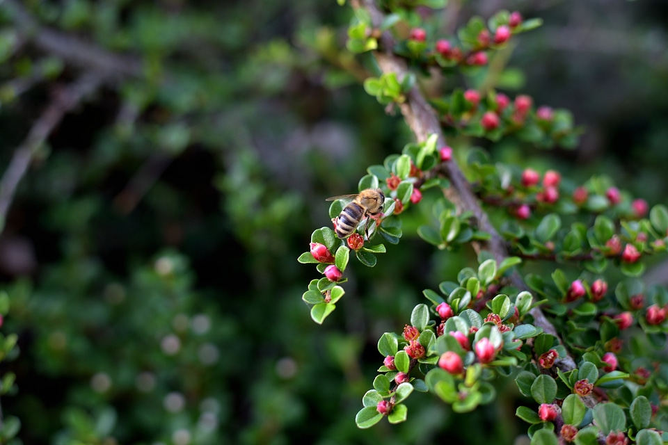 Bee resting on leaf
