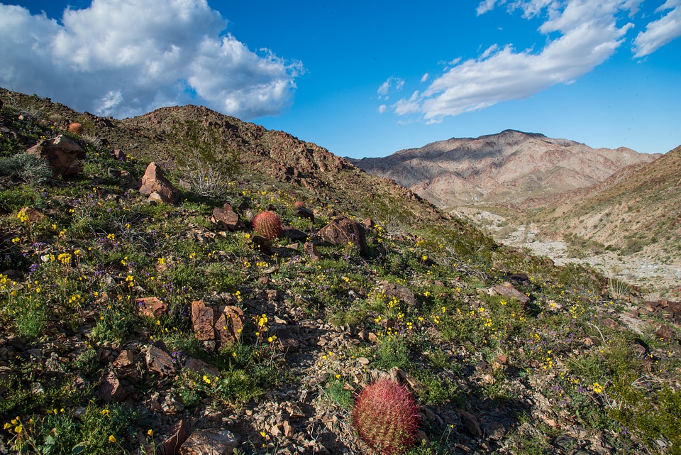 The Corn Springs Campground in Chuckwalla Mountain