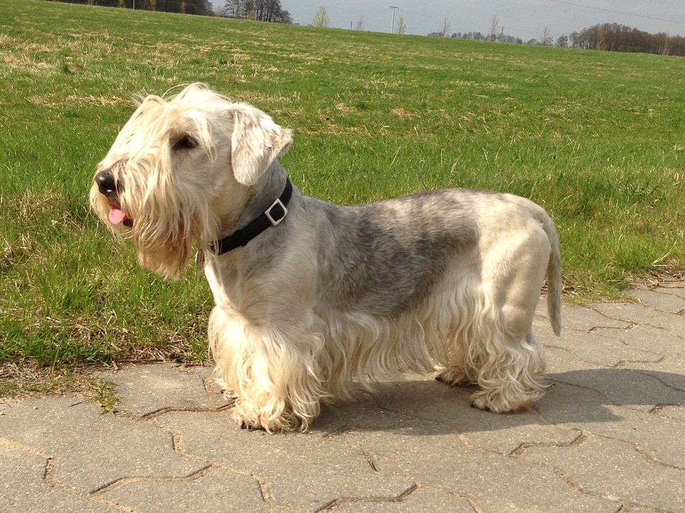 Bohemian terrier dog meadow