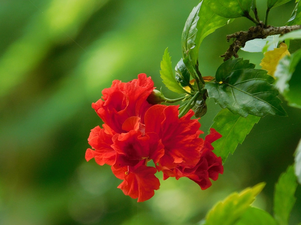 Red Hibiscus Flower