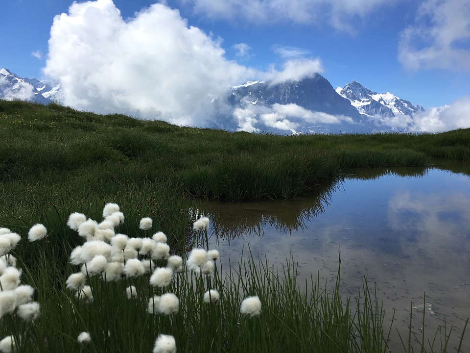 Idyllic landscape in the Alps with fresh green meadows