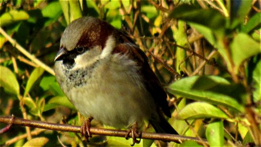 House Sparrow in Privet (2) - Suffolk, UK - Taken on February 11, 2021