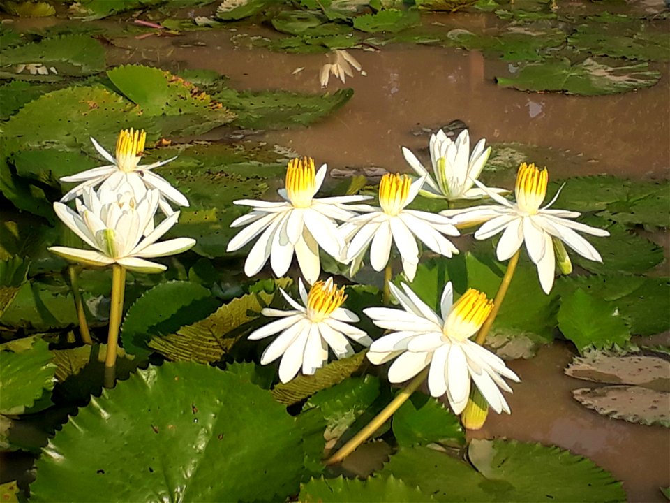 White lotus