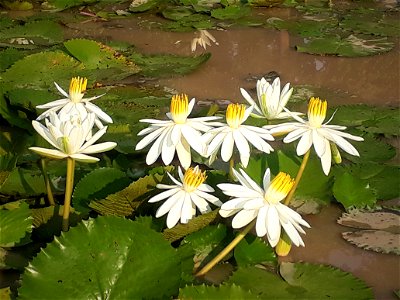 White lotus photo