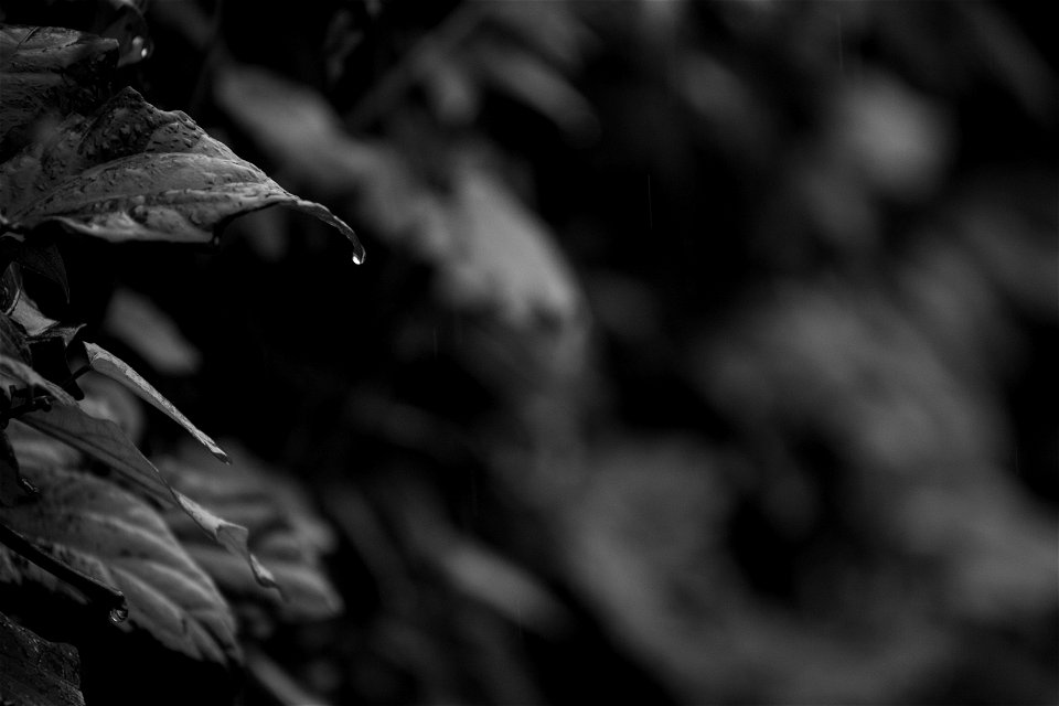 Tarde de chuva 6DII-10