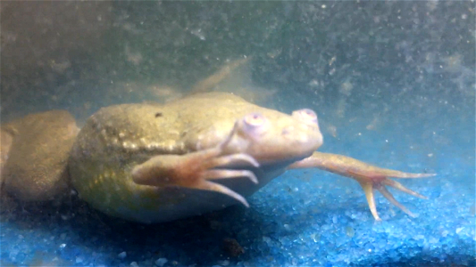 African Clawed Frog photo