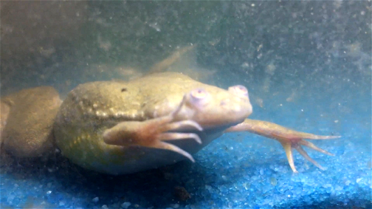 African Clawed Frog