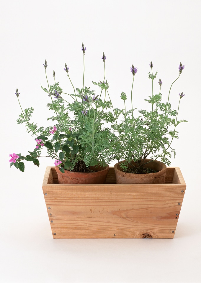 Summer flowers in wooden box