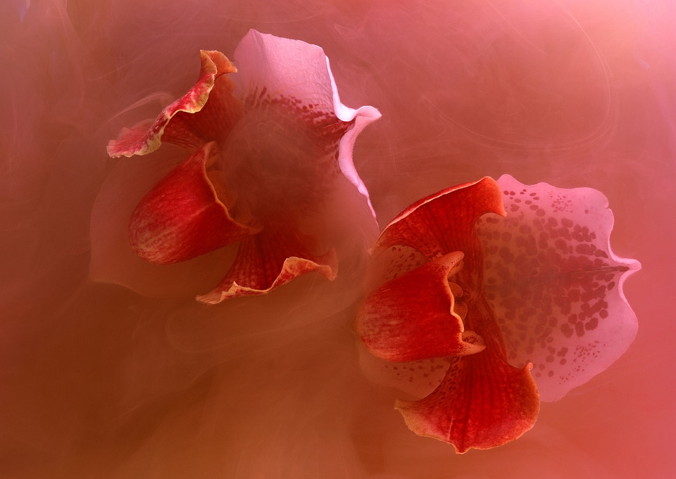 Lady's slipper orchid. (Paphiopedilum Callosum)