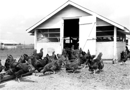 Agriculture:  chicken houses:  laying hen house